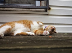 Fotografía de un gato durmiendo con una expresión relajada